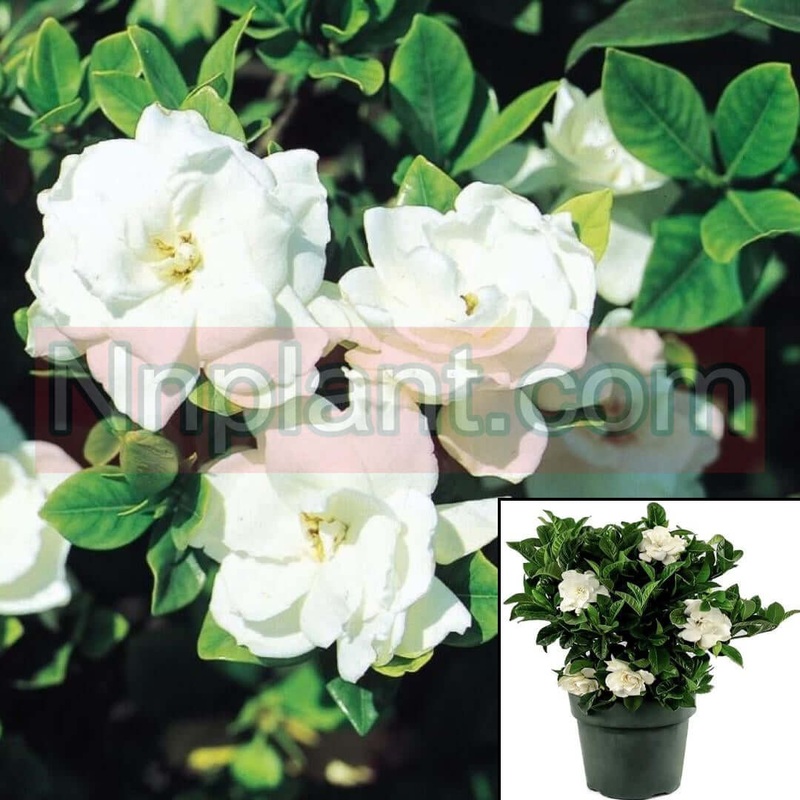 Gardenia Jasminoides Veitchii 5 Gallon Cape Jasmine White Live Plant Fr7