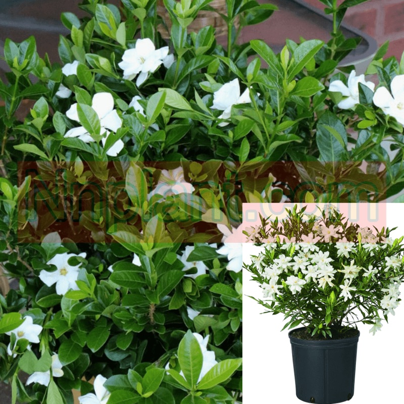 Gardenia Radicans Plant Dwarf White 5 Gallon Creeping Miniature Live Plant Fr7