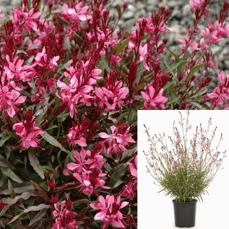 Gaura Siskiyou Pink 1 Gallon Plant Flowerings Live Plant Fr7