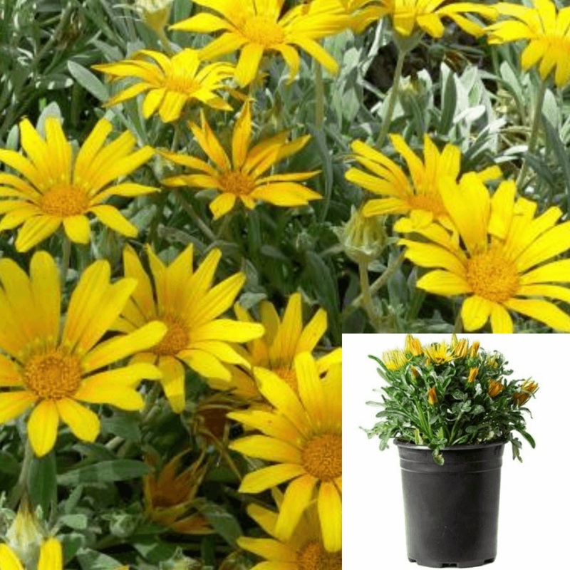 Gazania Mitsuya Yellow 1 Gallon Mitsuwa Treasure Flower Full Live Plant Fr7