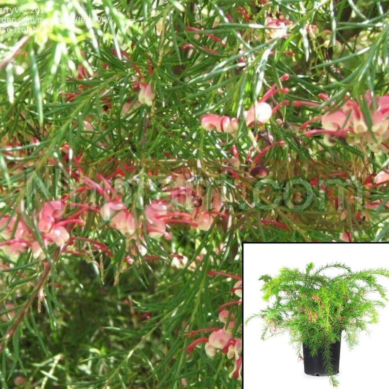 Grevillea Noellii 5 Gallon Pink Plant Spider Flower Fr7
