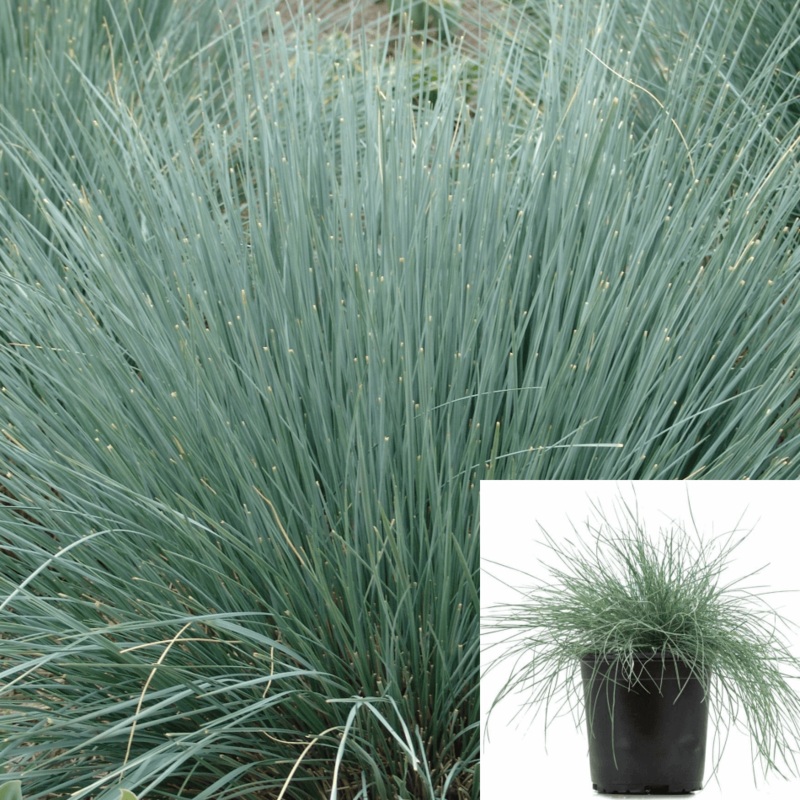 Helictotrichon Sapphire Plant Helictotrichon Sempervirens 5 Gallon Blue Oat Grass Live Plant Fr7 Ht7