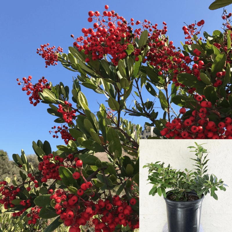 Heteromeles Arbutifolia 5 Gallon Christmas Toyon Plant Arbutifo Fr7