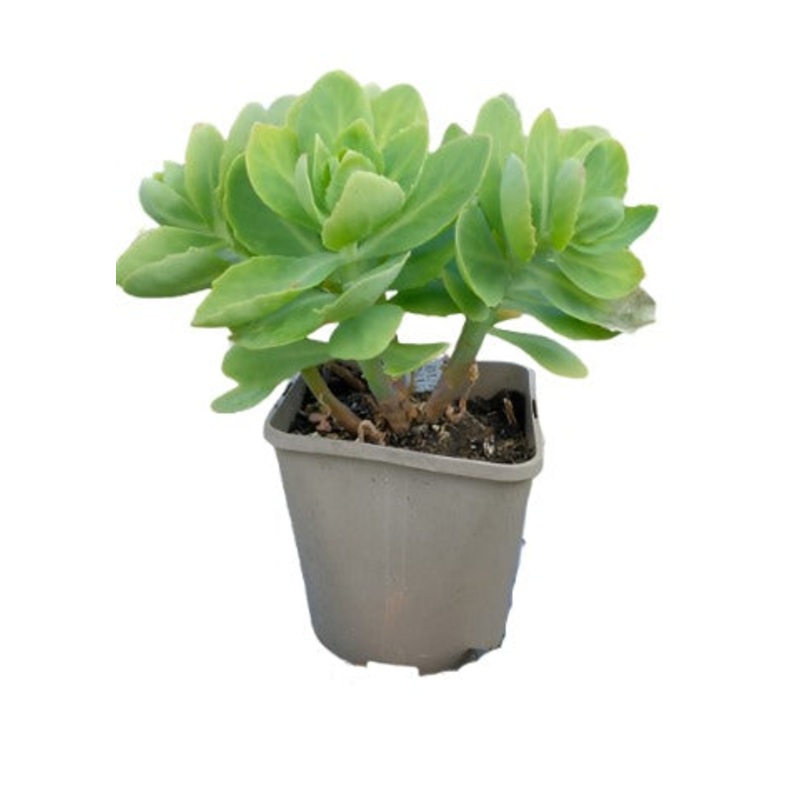 Hylotelephium Spectabile 1 Gallon Ht7 Plant Showy Stonecrop Succulent Live Plant Ht7