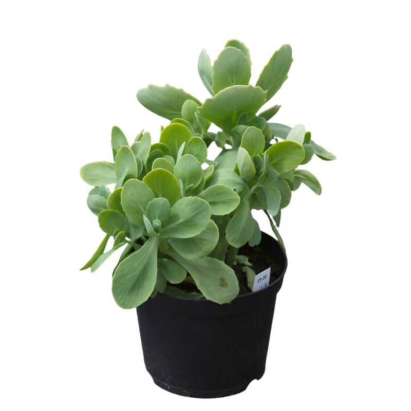 Hylotelephium Spectabile 6Inches Plant Showy Stonecrop succulent Live Plant Ht7