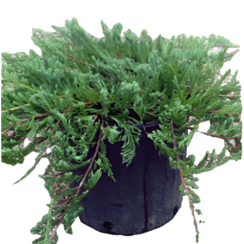 Juniperus Bar Harbor Plant Creeping Chinensis 1 Gallon Horizontalis Junip Live Plant Fr7