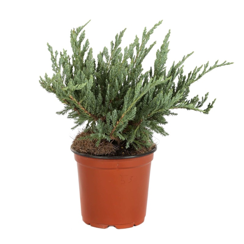 Juniperus Blue Chip 1 Gallon Creeping Chinensis Fr7