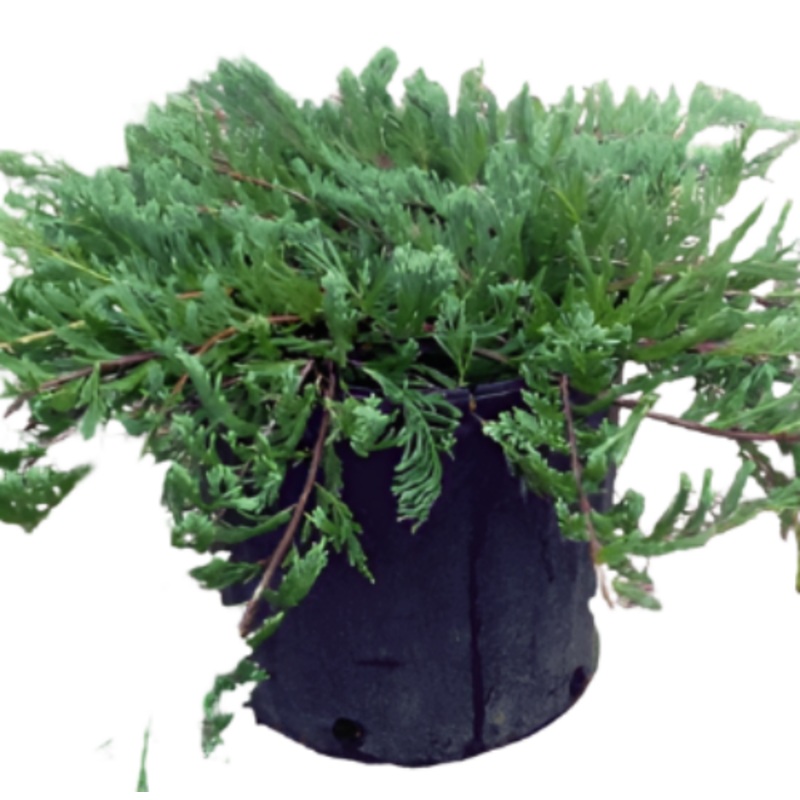 Juniperus Horizontal Bar Harbor 5 Gallon Horizontalis Pot Outdoor Live Plant Fr7