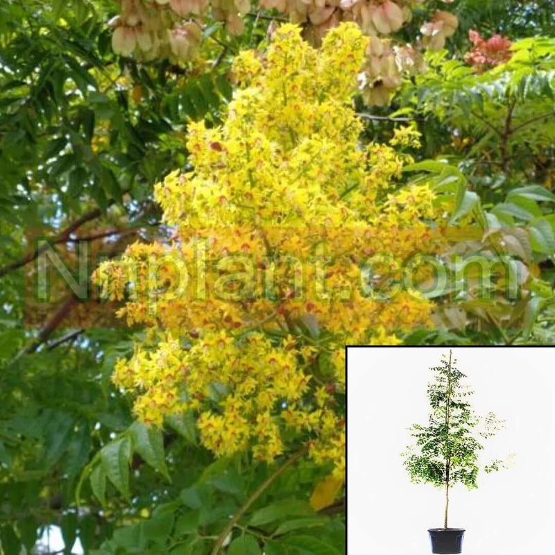 Koelreuteria Paniculata Plant Yellow Golden Rain Tree 5 Gallon Live Plant Fr7