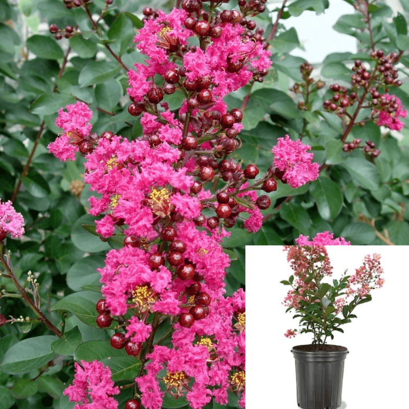 Lag Dwarf Pink 5 Gallon Crape Myrtle Plant Lager Ind Live Plant Fr7