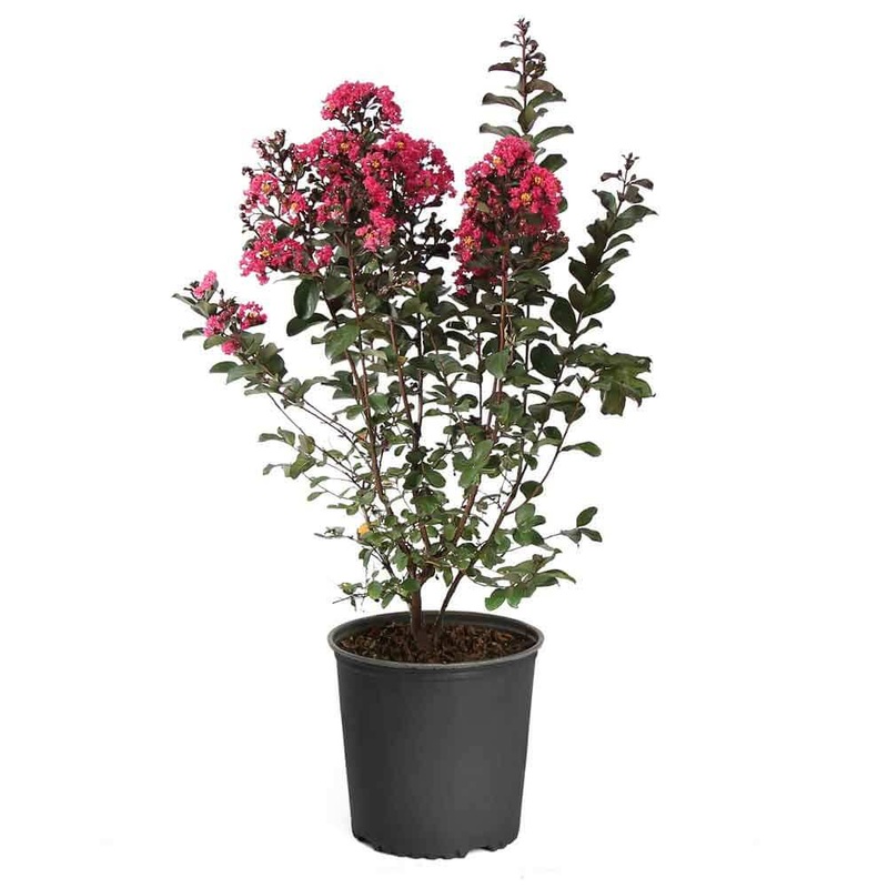 Lag Tuscarora Multi Hot Pink 5 Gallon Standard Treebranches Crepe Myrtle Live Plant Outdoor Fr7