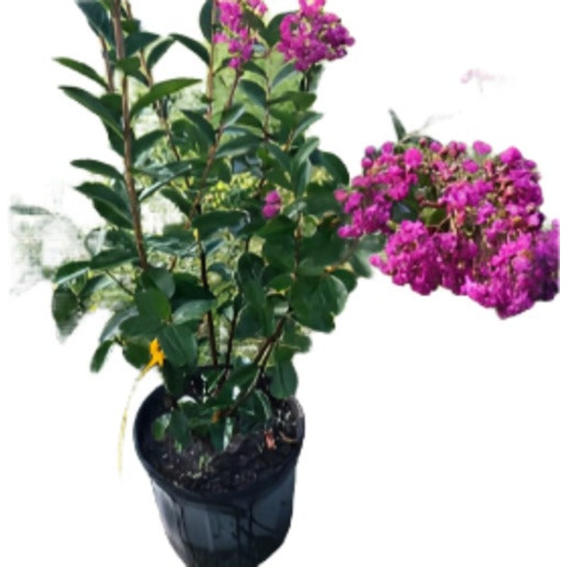 Lag Twilight Multi Purple 5 Gallon Plant Lagerstroemia Indica Crape Myrtle Trees Live Plant Fr7