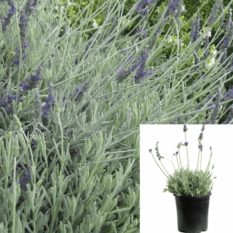 Lavandula Goodwin Creek 5 Gallon Gray Lavender Evergreen Shrub Live Plant