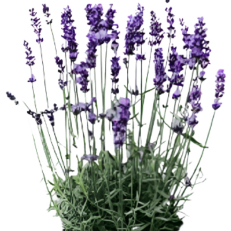 Lavandula Vera Plant English Lavender 5 Gallon Evergreen Perennial Live Plant Fr7