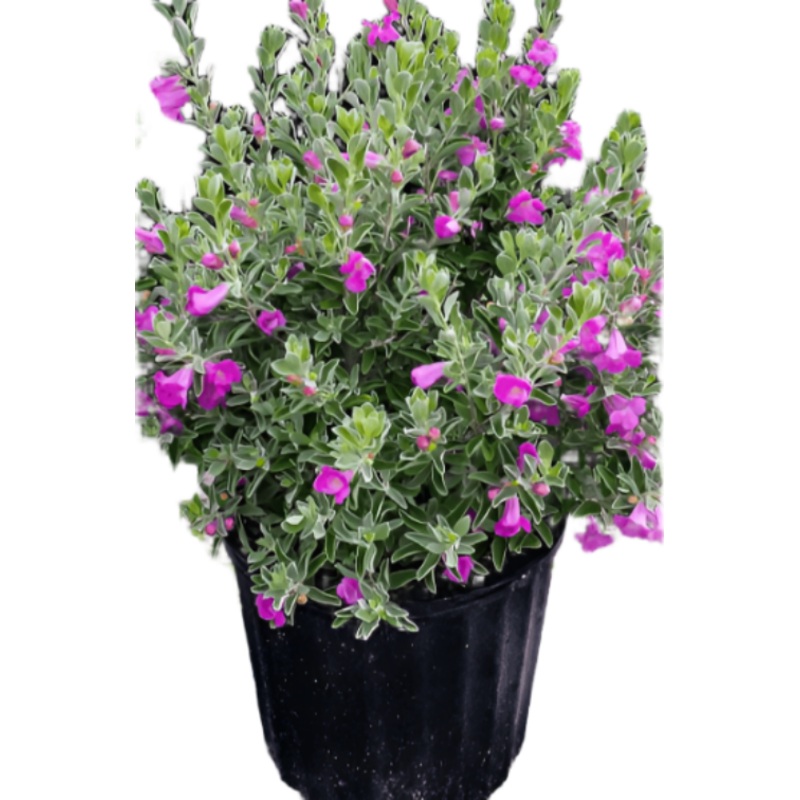 Leucophyllum Green Cloud Plant Lavender Texas Ranger Shrubs 5 Gallon Live Plant Fr7