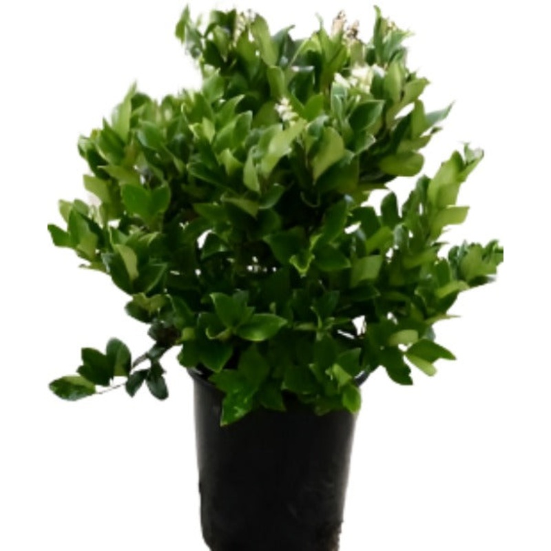 Ligustrum Texanum 5 Gallon Japanese White Texas Privet Live Plant Fr7