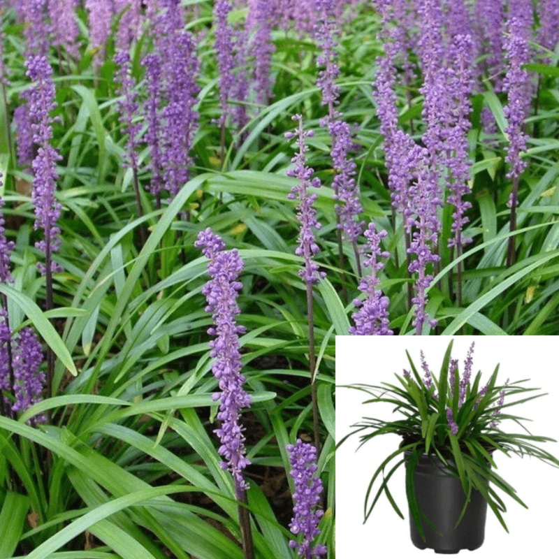 Liriope Muscari 1 Gallon Lilyturf Giant Lily Turf Border Grass Mon Live Plant Fr7