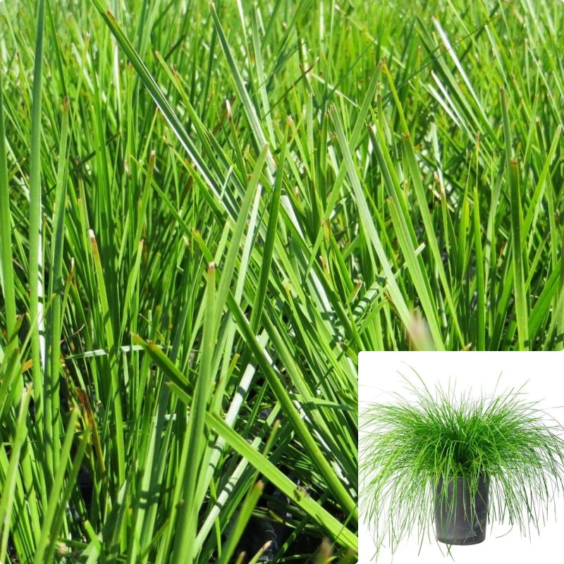 Lomandra Breeze 5 Gallon Dwarf Mat Rush Plant Longifolia Fr7
