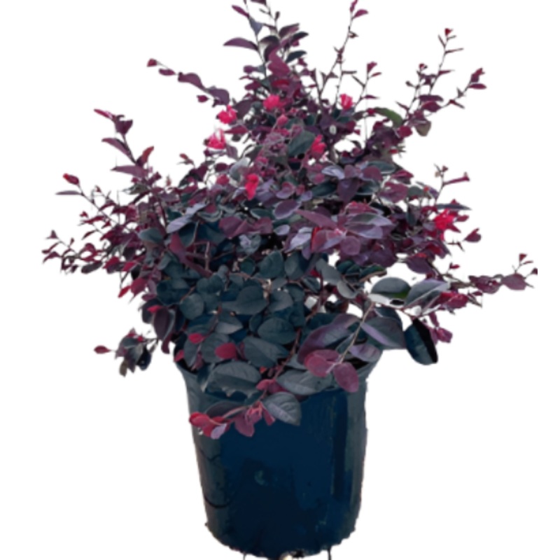 Loropetalum Chinense Rubrum Esp Red Plant 1G5G 5 Gallon Ht7 Little Ollie Dwarf Olive Plant Ourdoor Live Plant Fr7