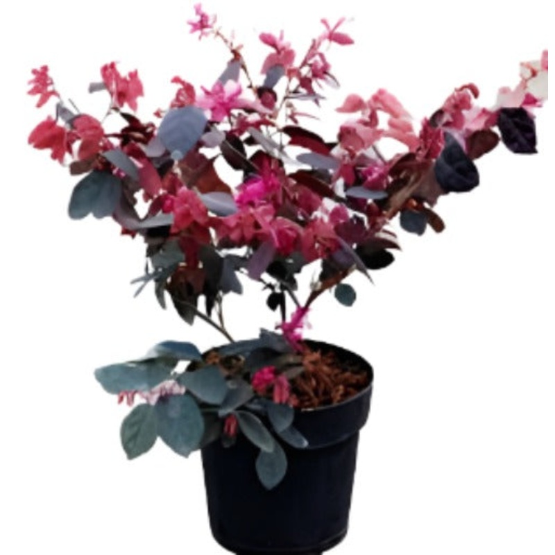 Loropetalum Daybreak 5 Gallon Pink Daybreaks Flame Fringe Flower Live Plant Fr7