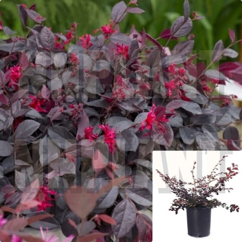 Loropetalum Ever Red 1 Gallon Chinese Everred Fringe Flower Live Plant Outdoor Fr7