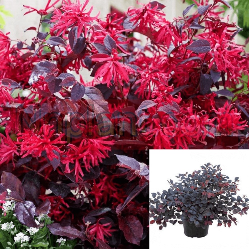 Loropetalum Rubrum Column 1 Gallon Plant Dancecolumn Chinese Fringe Purple Flower Live Plant Fr7