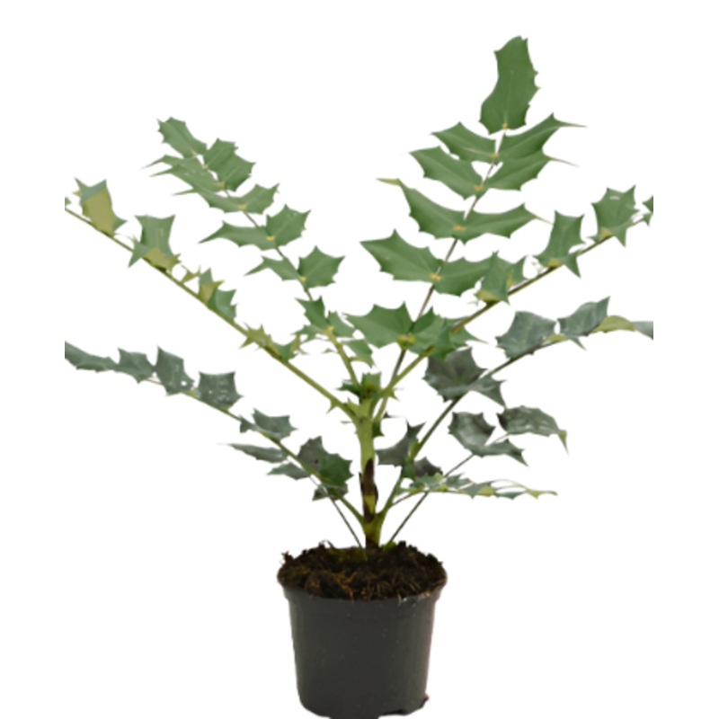 Mahonia Aquifolium Plant Compacta Yellow Dwarf Oregon Grape 5 Gallon Shrub Nn Live Plant Fr7