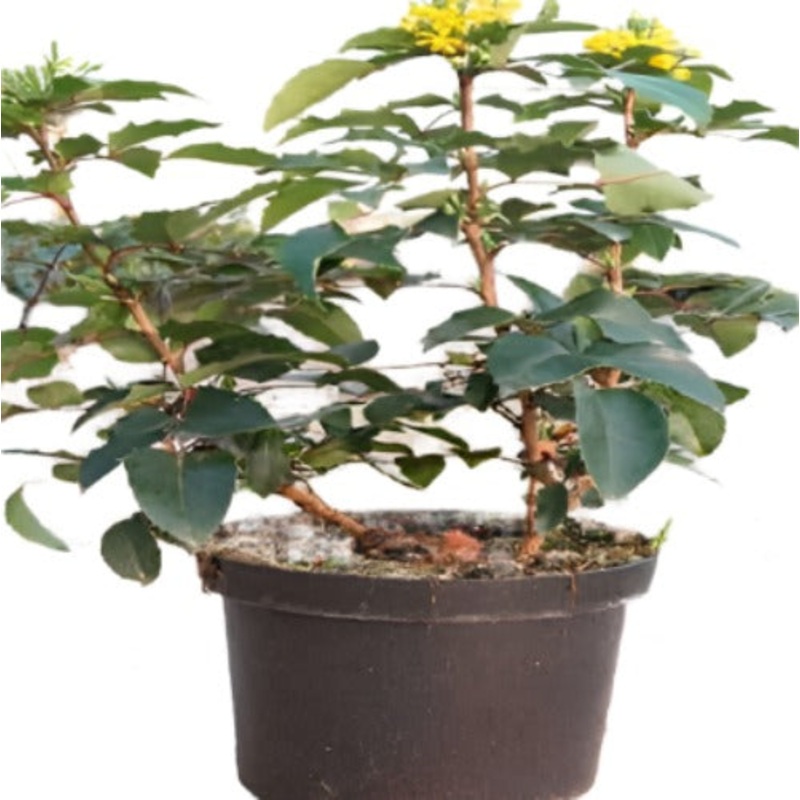 Mahonia Aquifolium Plant Oregon Grape Yellow 5 Gallon Hollyleaved Barberry Orego Live Plant Fr7