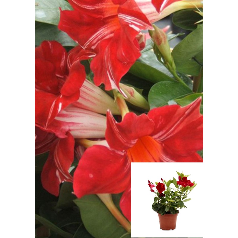 Mandevilla Stars Stripes 1 Gallon House Live Plantbell Flower T Ht7 Mandevilla Stars & Stripes Vining Climber Shrub Matur