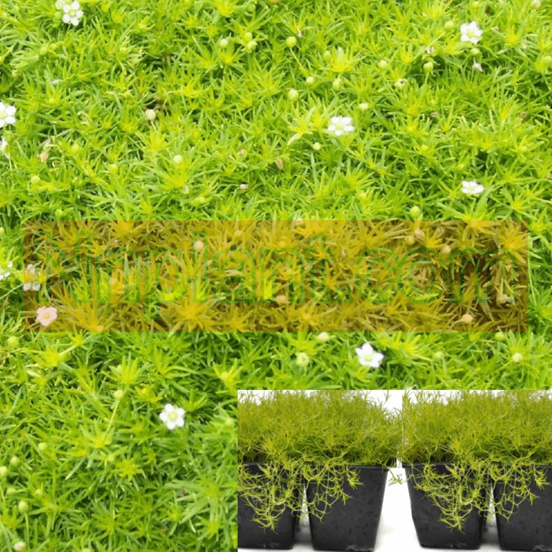 Moss Scotch Plant 4 Inches Pot Fourpks Sagina Subulata Aurea Live Plant Ground Cover Ht7