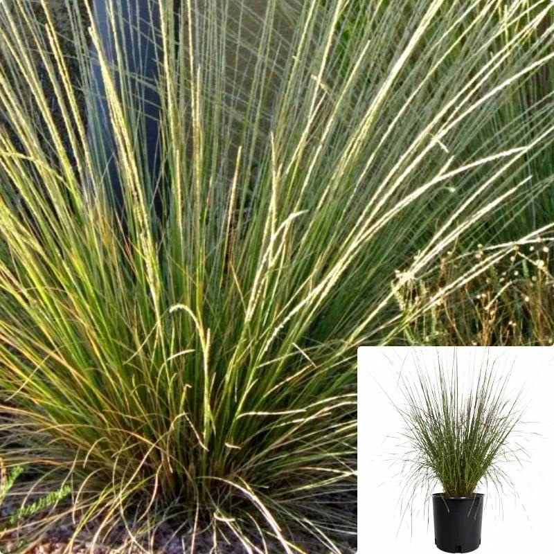 Muhlenbergia Dubia 5 Gallon Pine Muhly Grassmuhlenbergia Herons Plant Grass Live Plant Fr7