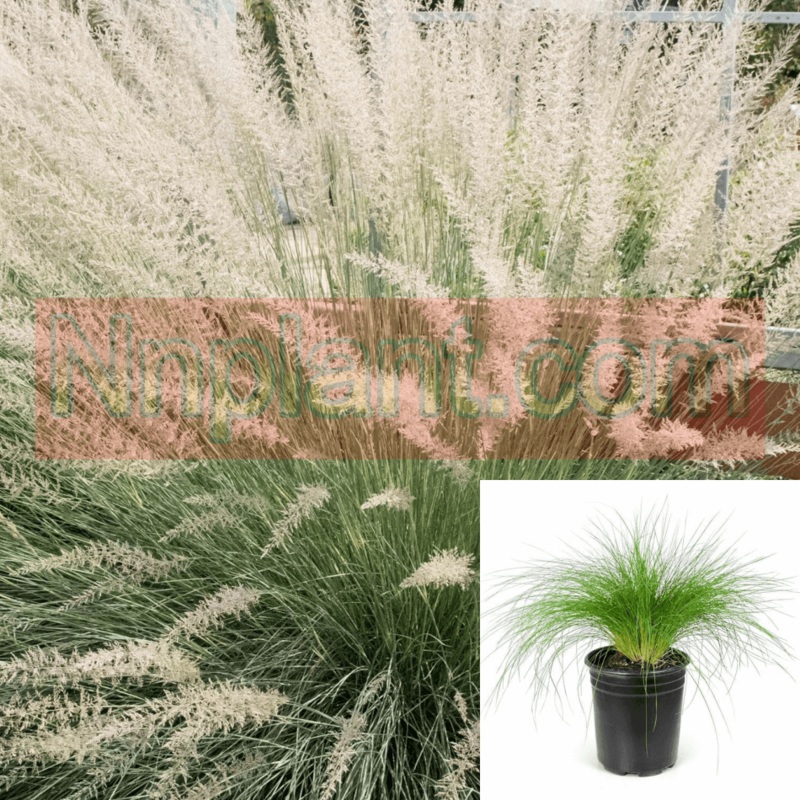 Muhlenbergia Lindheimer 1 Gallon Lindheimers Muhly Grass Perennial 1 Gallon Grass Live Plant Fr7A Ht7 Best