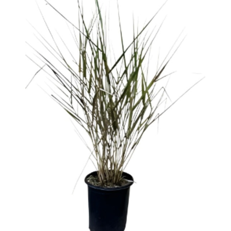 Muhlenbergia Rigens 5 Gallon Deergrass Meadow Muhly Plant Grass Perennial Live Plant Fr7