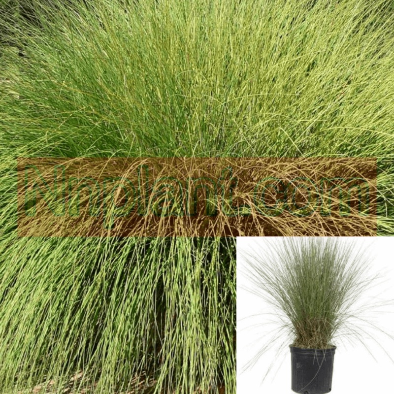 Muhlenbergia Rigens Deergrass Meadow Muhly Plant Grass Perennial 5 Gallon Live Plant Fr7Ht7 Best