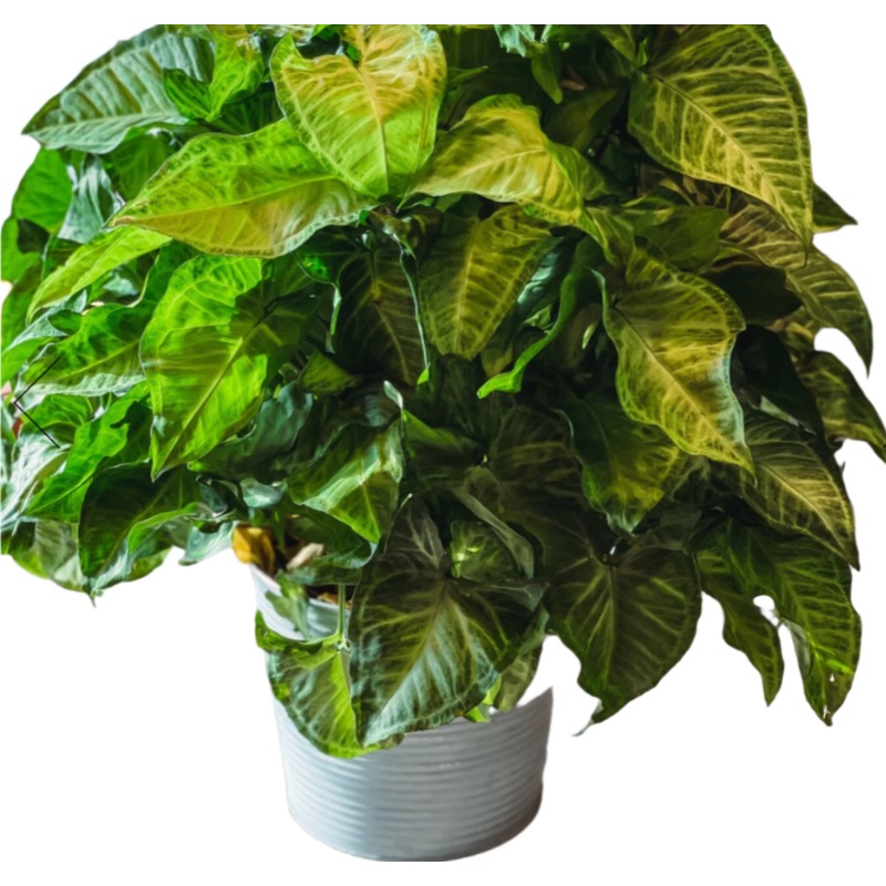 Nephthytus White 6Inches Pot Butterfly Plant Syngonium Podophyllum Arrowhead Vine best vine line Ht7