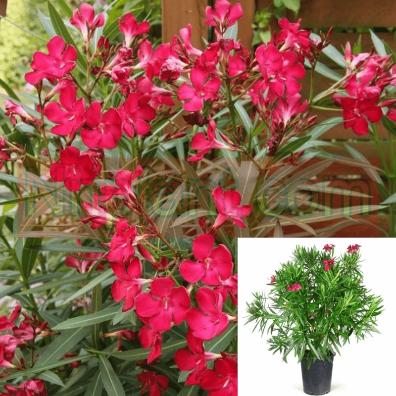Nerium Oleander Red Plant 1 Gallon Oleanderrose Laurel Scented Live Plant Fr7