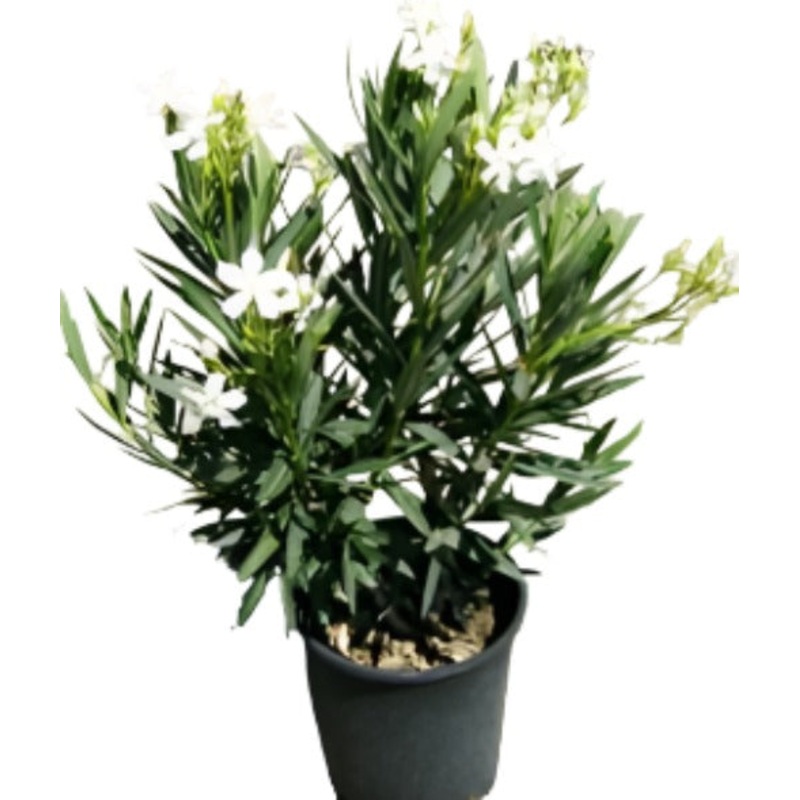 Nerium Oleander Sister Agnes Multi 5 Gallon Plant Single White Outdoor Live Plant Fr7