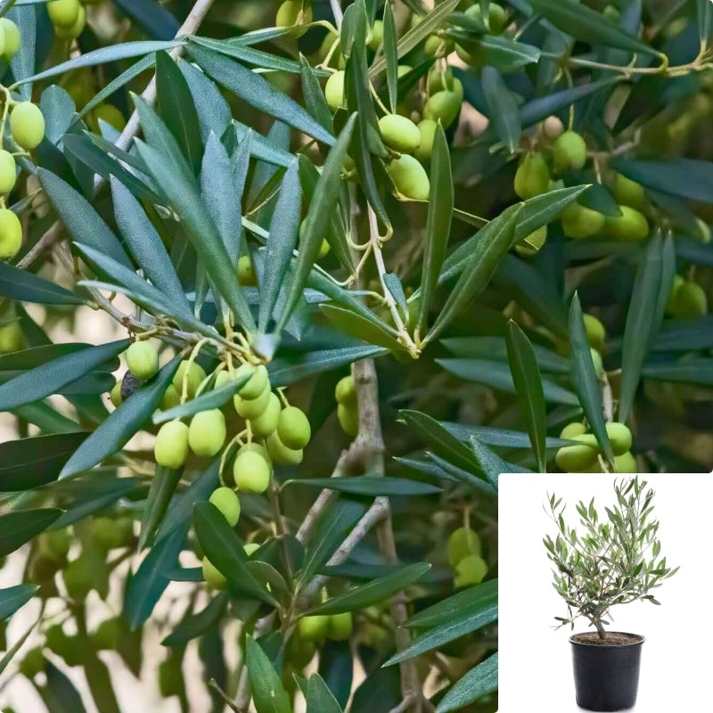 Olea Magnificent Multi 5 Gallon Plant European Olive Plant Fruit Tree Europaea Wilsonii Live Plant Fr7