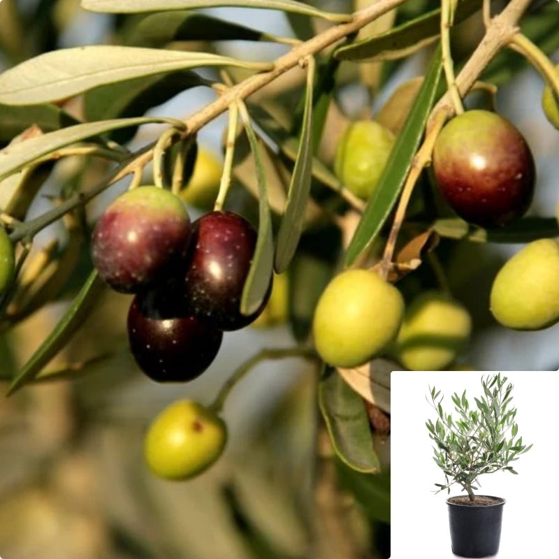 Olea Oblonga Multi Fruit 5 Gallon Plant Europaea Subsp Tree Live Plant Fr7