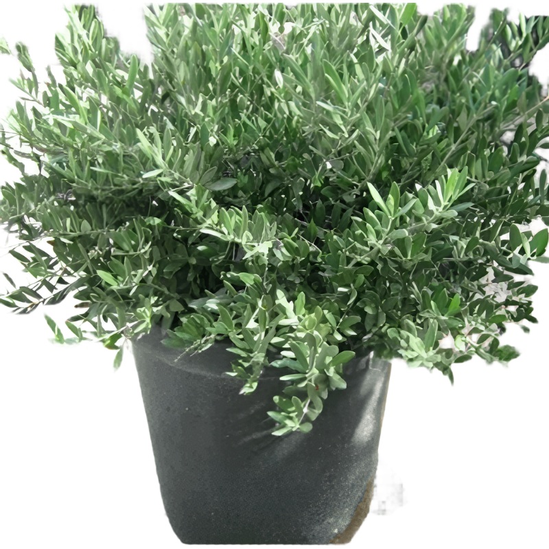 Olea Petite Olive Plant 5 Gallon Plant Little Ollie Dwarf Europaea Live Plant Fr7
