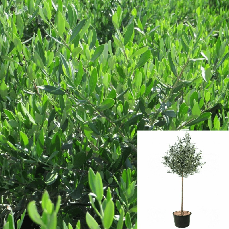 Olea Petite Olive Plant Patio 5 Gallon Punica Granatum Plant Ourdoor Live Plant Fr7