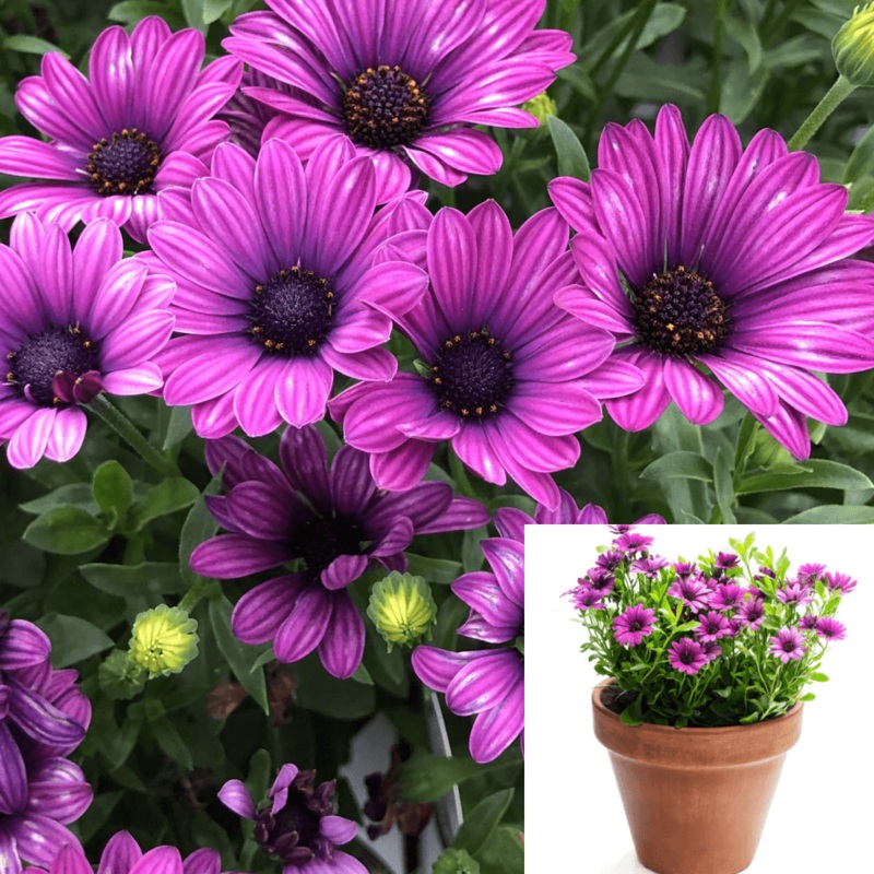 Osteospermum Purple Plant African Daisy Purple 4 inches Live Plant Outdoor Bush Ht7