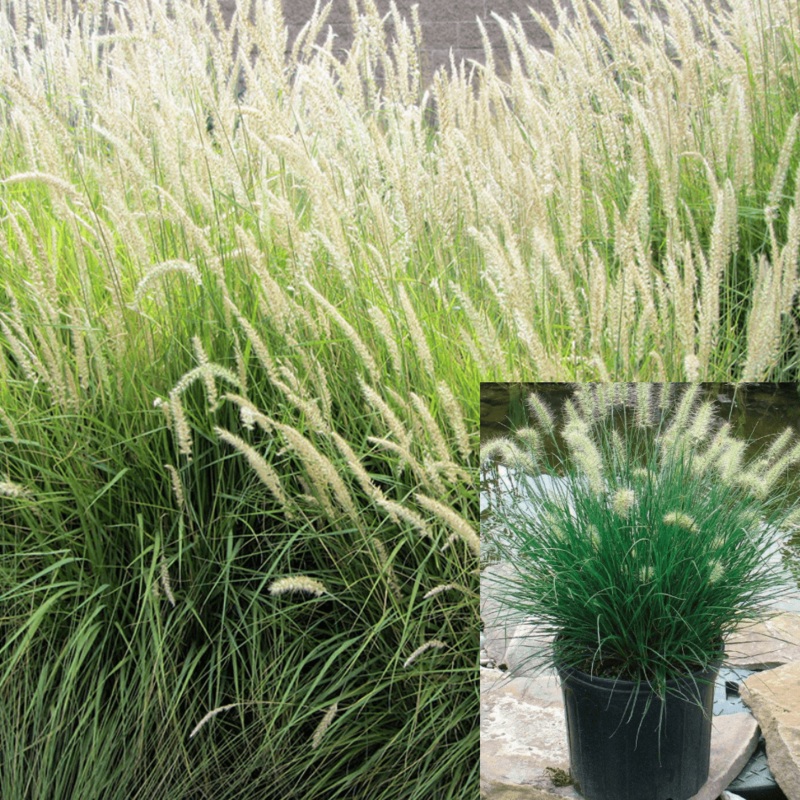Pennisetum Spathiolatum 1 Gallon Ornamental Grass Slender Veldt Live Plant Fr7