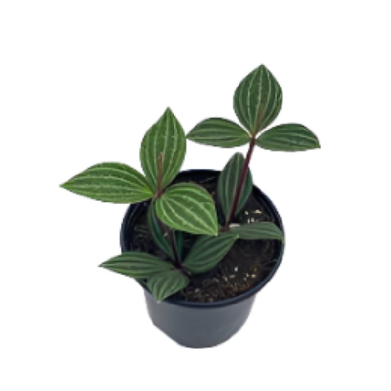 Peperomia Tetragona Parallel Peperomia plant 4inches Peperomia Variegated Plant Radiator Yellow Pot Ht7
