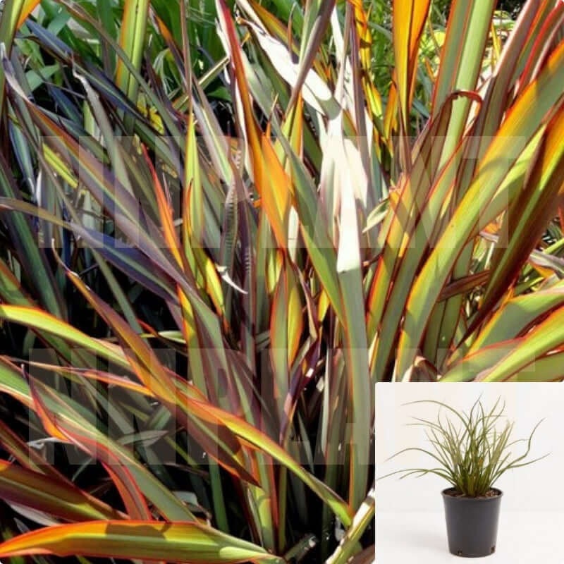 Phormium Tom Thumb 1 Gallon Thumb