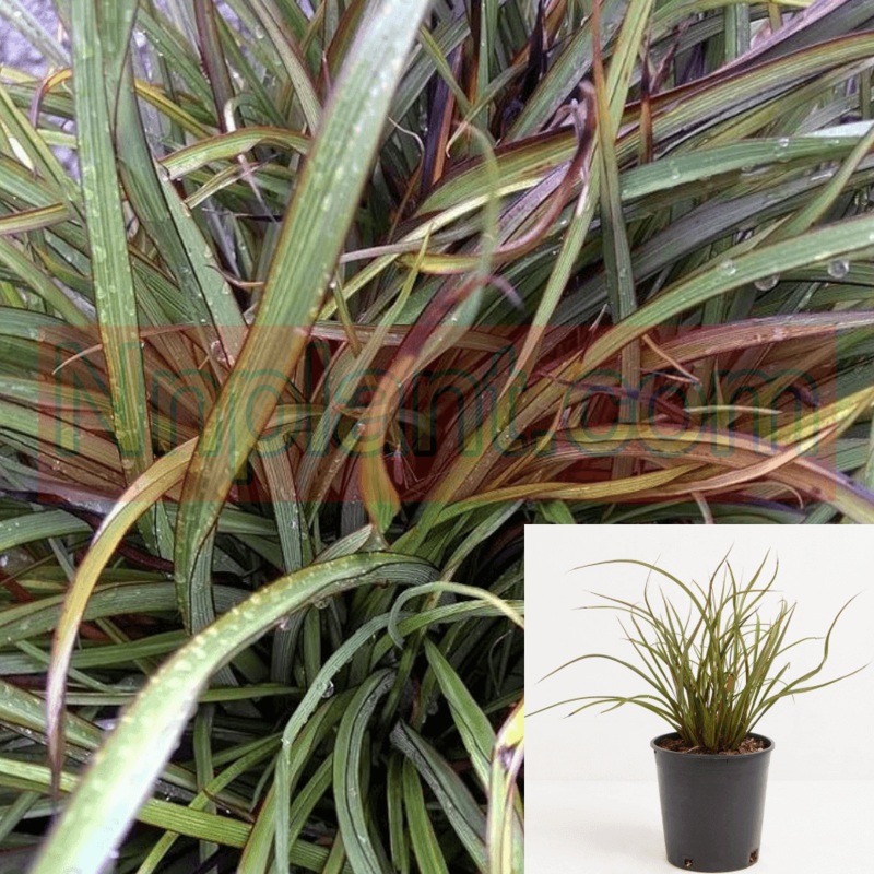 Phormium Tom Thumb Plant Dwarf Flax New Zealand 5 Gallon Live Plant Fr7