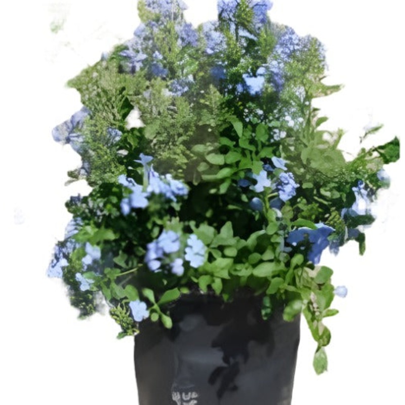 Plumbago Royal Cape 5 Gallon A Leadwort Leaderwort Pumbago Du Cap Live Plant Fr7