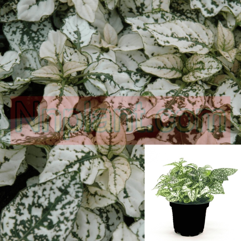 Polka White Polka Plant Hypoestes Phyllostachya 1 Gallon Pot Premium Rare Live Plant Ht7 Best