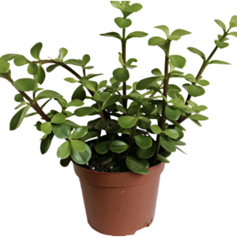 Portulacaria Afra Decumbent Creeper Plant 4inches Elephant Bush Plant Elephant Food Plant Ht7
