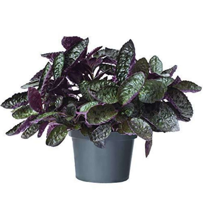 Purple Waffles 6Inches Pot Waffle Purple Plant Strobilanthes Alternata Red Ivy